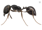 Exterminateur fourmis