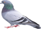 Extermination pigeon