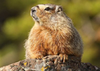 Marmotte extermination
