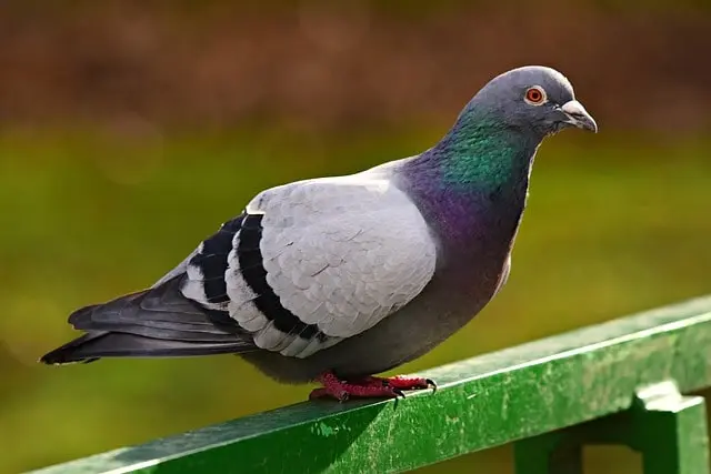 excrément pigeon