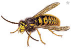 Exterminateur abeille