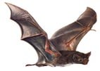 chauve souris